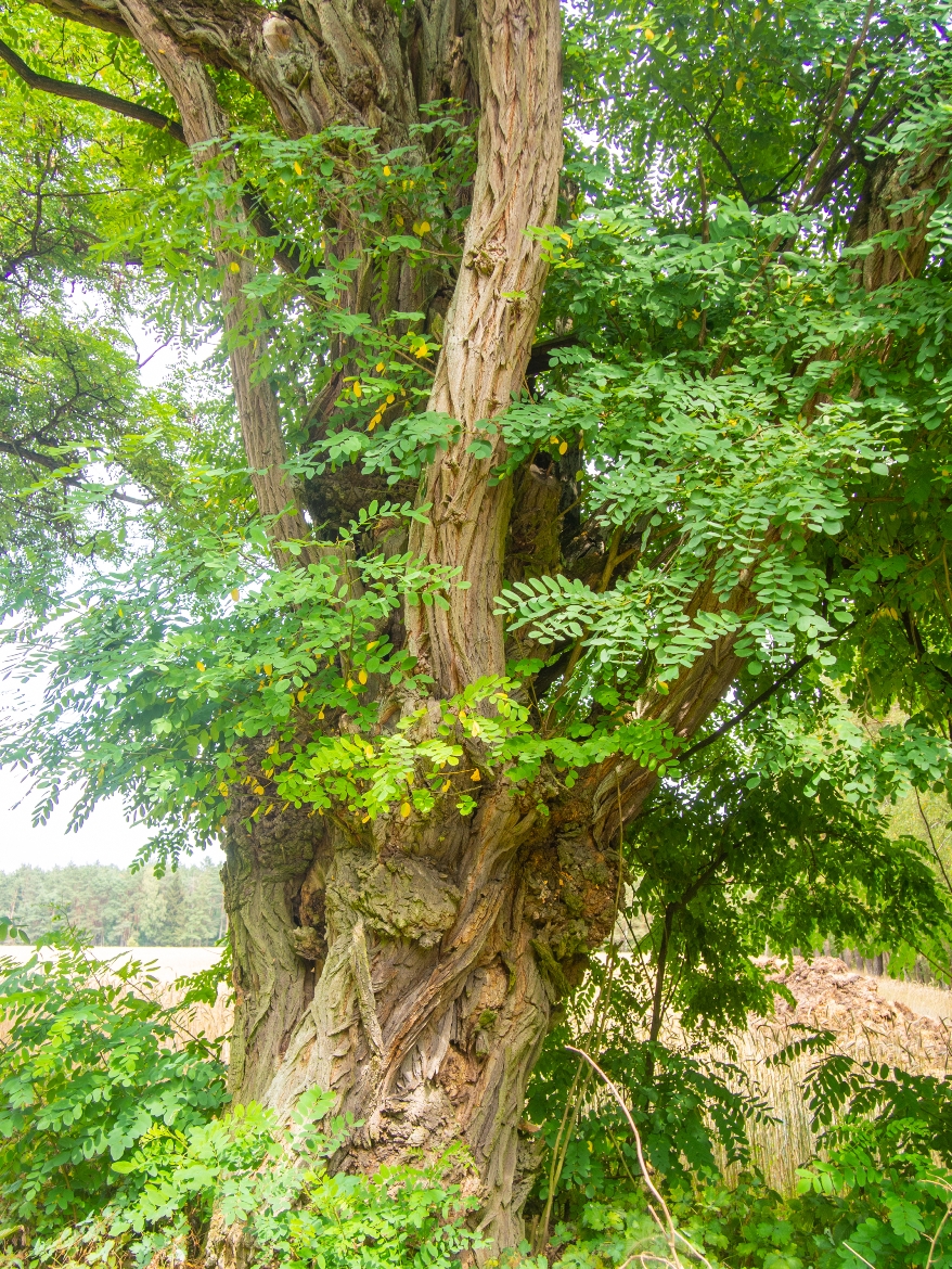 Az észak-amerikai származású fehér akác (Robinia pseudoacacia) jelentősen átalakítja élőhelyét.