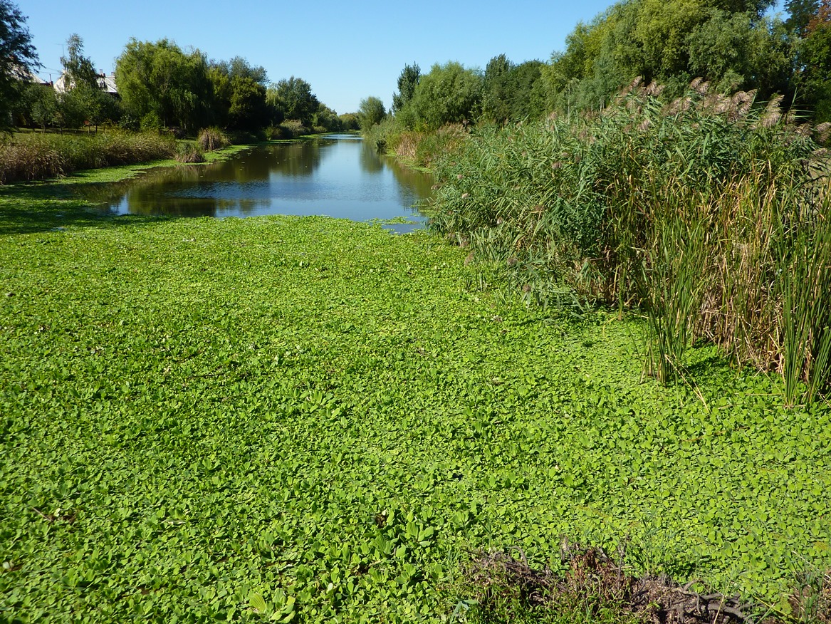 Az úszó kagylótutaj (Pistia stratiotes) tömeges elszaporodásával és árnyékolásával szoríthatja ki a természetes hínárközösséget