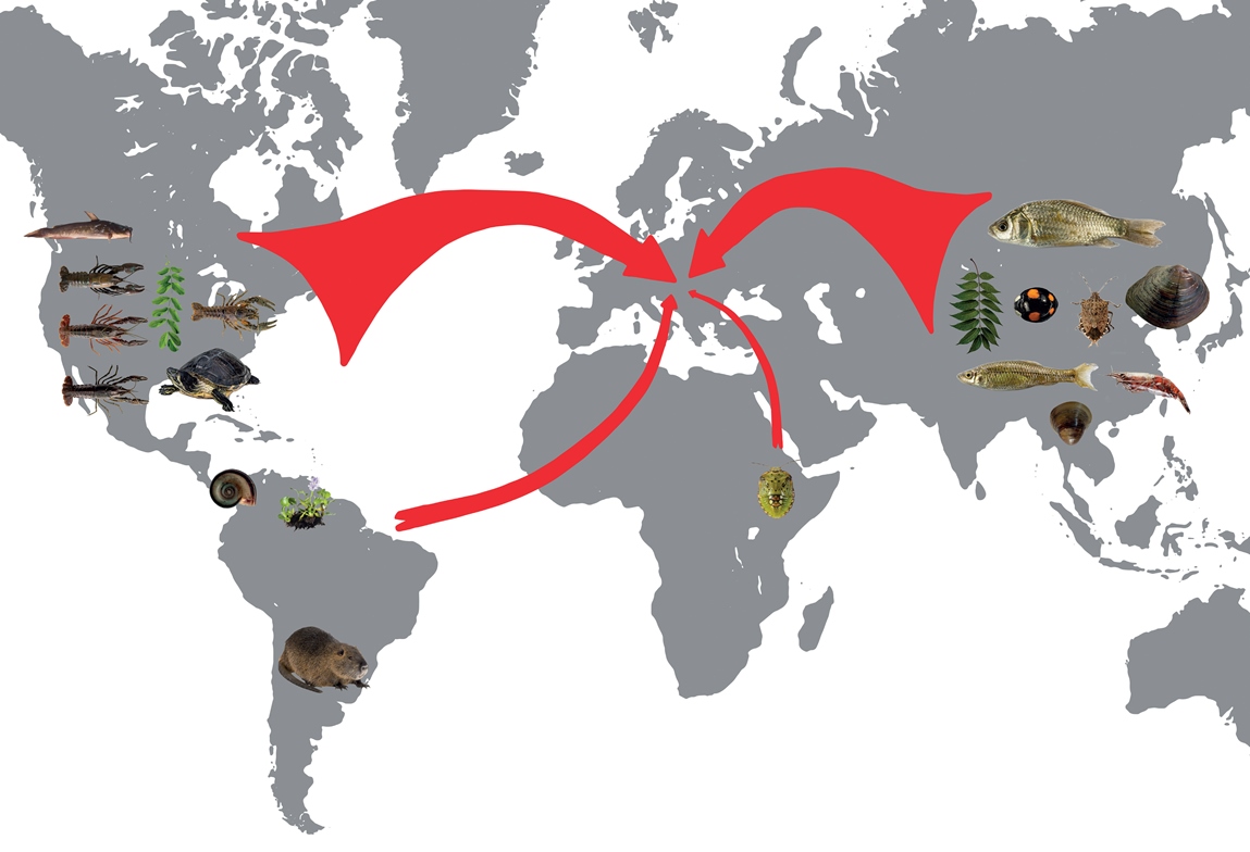 Az idegenhonos inváziós fajok terjedési útvonalai eredeti élőhelyükről Európába, példafajokkal (a nyilak vastagsága arányos az érkező fajok számával)