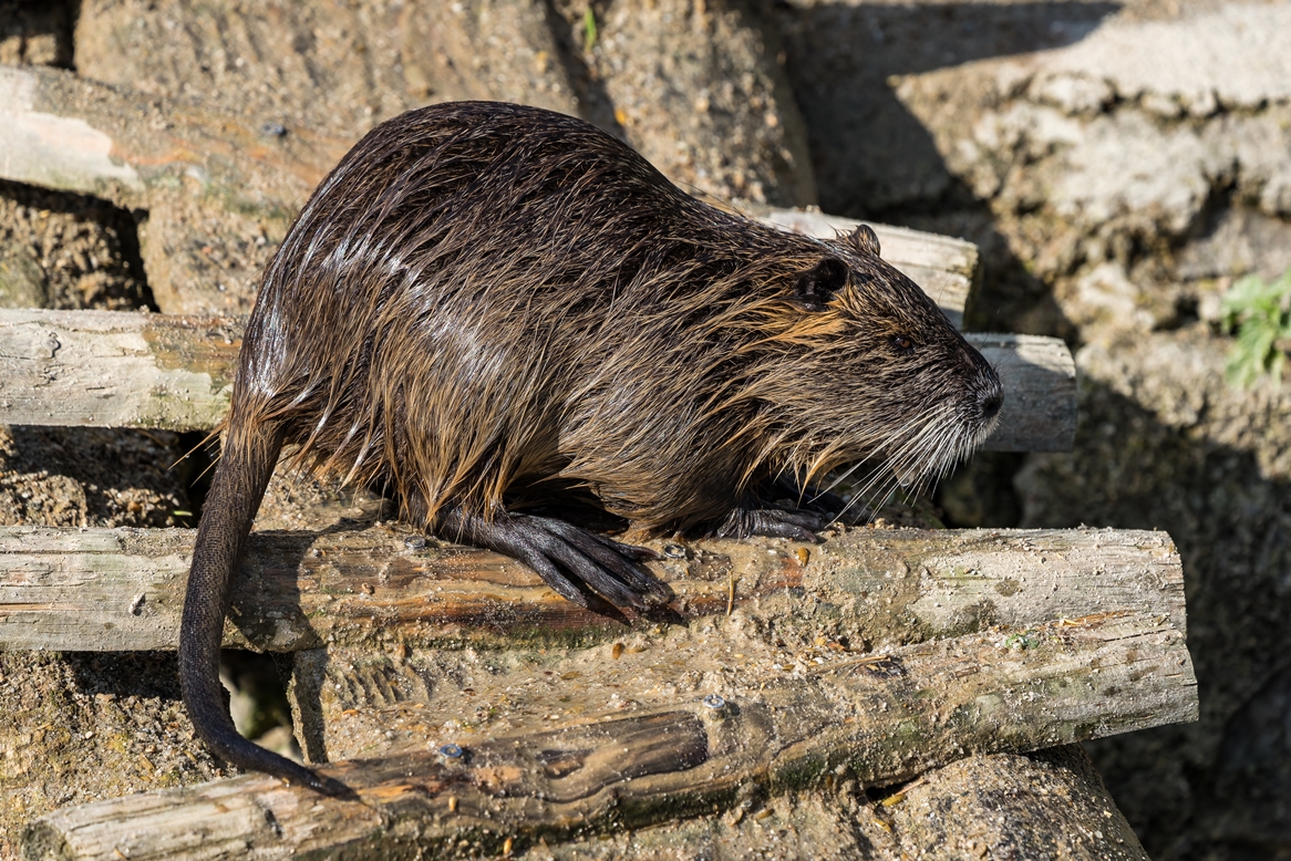 Nutria