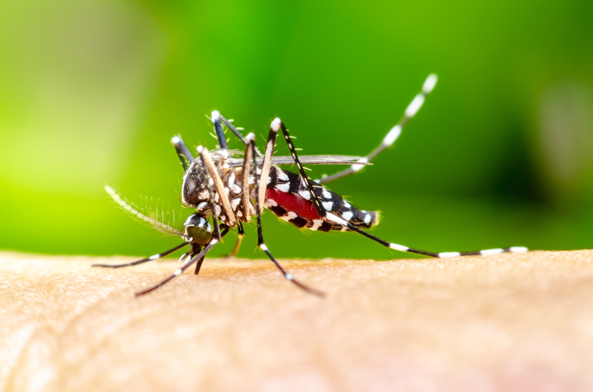 Ázsiai tigrisszúnyog – számos emberre veszélyes vírus közvetítője lehet