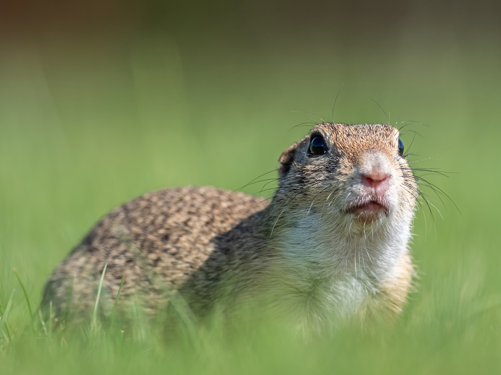  Dr. Takács András Attila