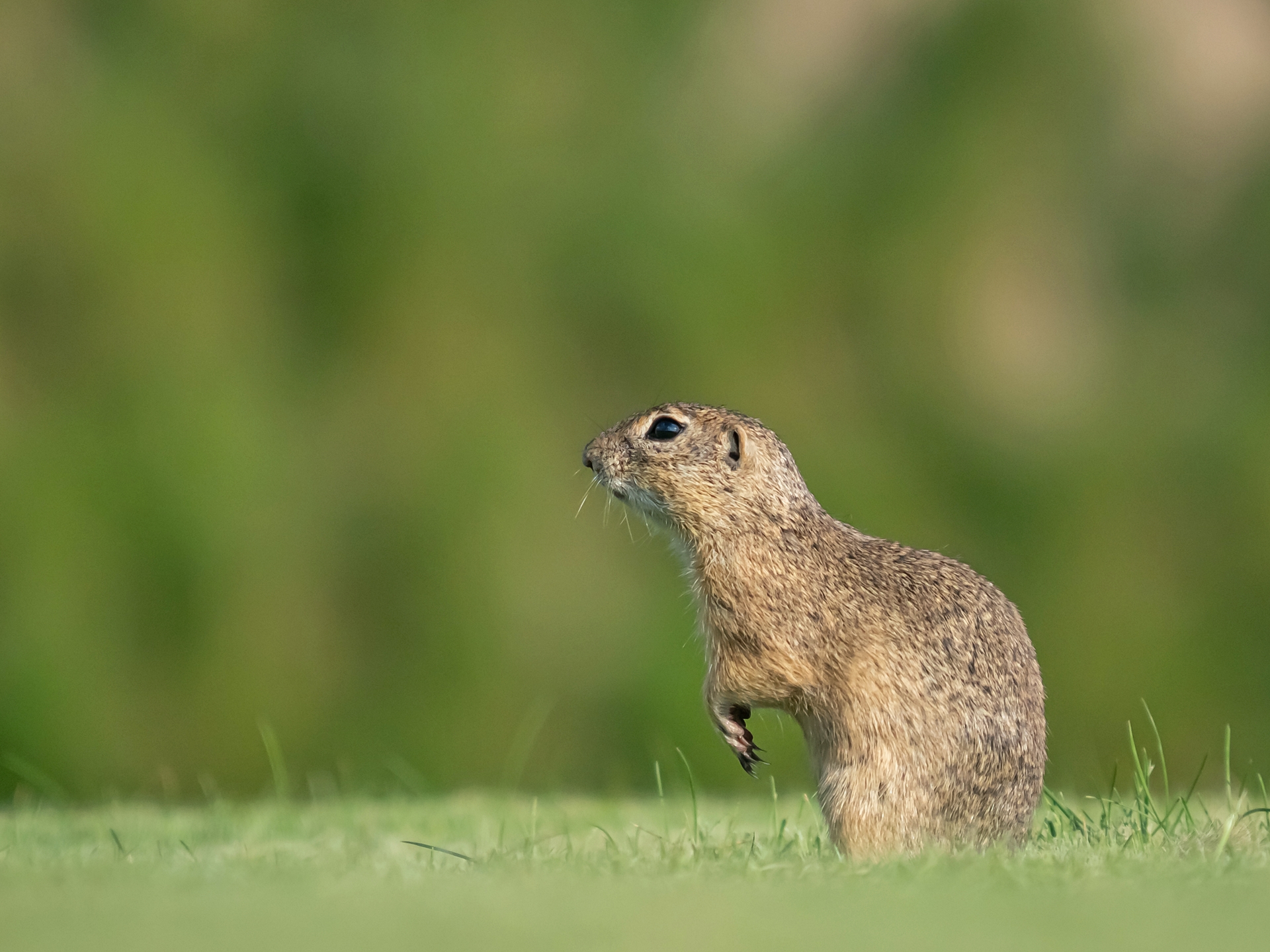  Dr. Takács András Attila